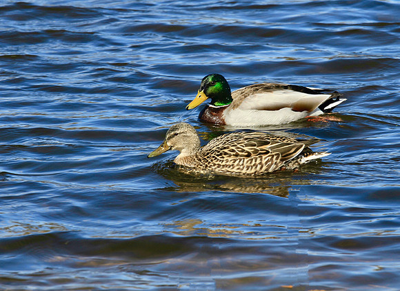 Lynde Shores Apr 19/2022