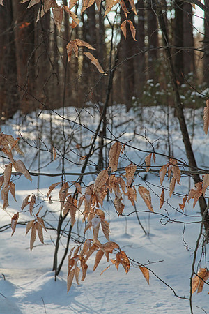 Uxbridge Countryside Trails Jan 25/22