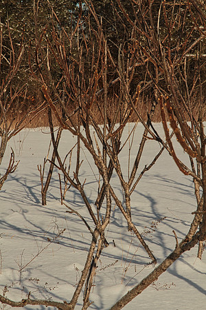 Uxbridge Countryside Trails Jan 25/22