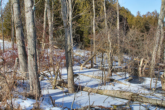 Coyote Trail Jan 20/21