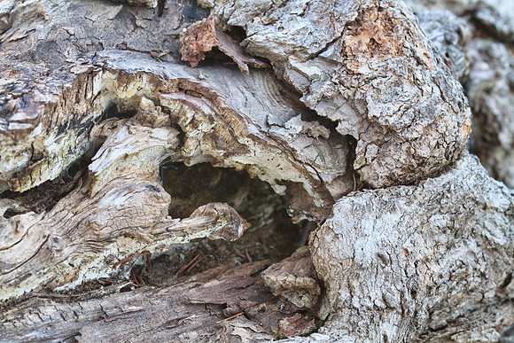 Drysdale Woods Mar 12/2021