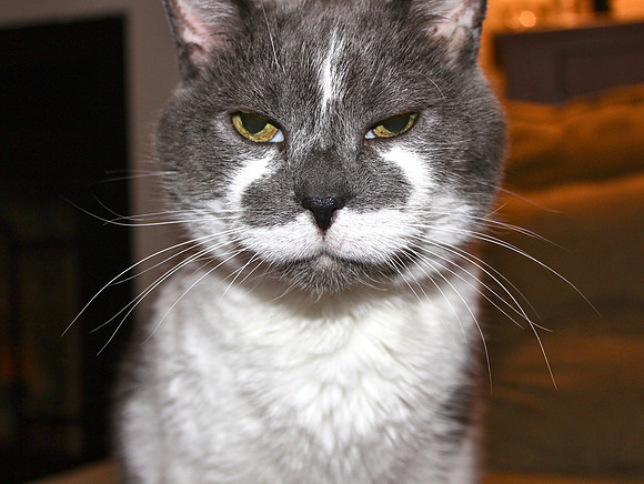 Miffed Cat