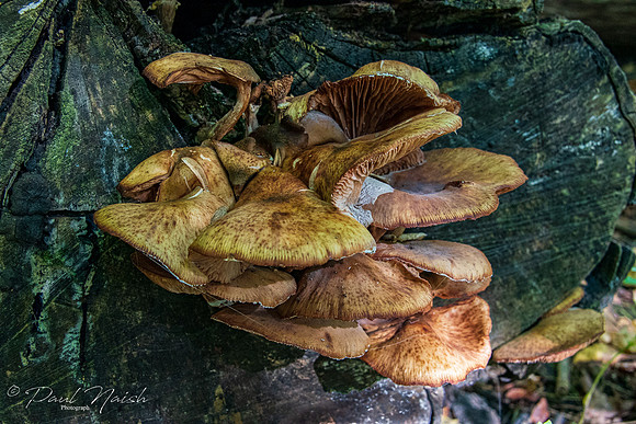 Gill Mushroom Group