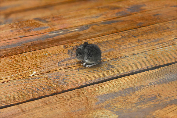 Baby Mouse