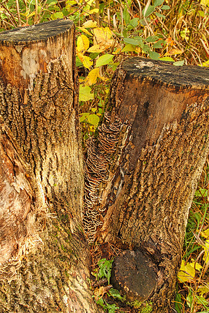 Purple Woods Conservation Area Oct 13/2020