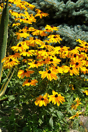 Oshawa Botanical Gardens Aug 2/2021