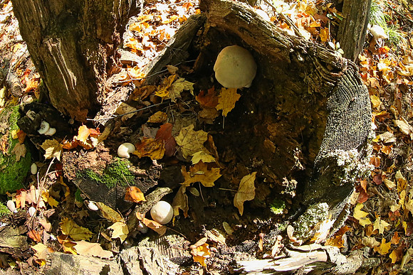 Purple Woods Conservation Area Oct 12/2021