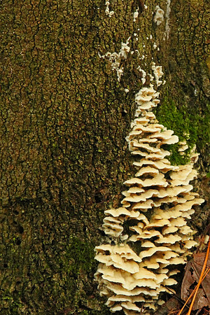 Hollidge Tract Oct 5/21