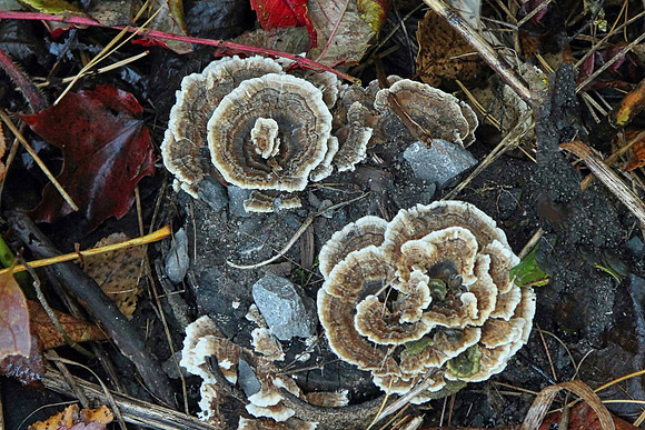 Purple Woods Conservation Area Oct 13/2020