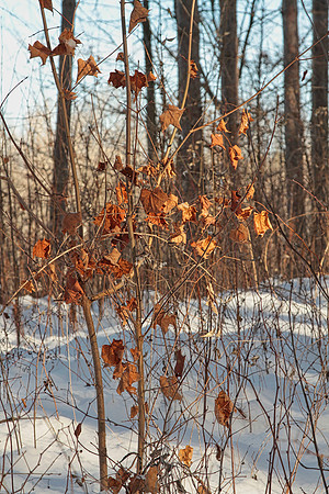 Uxbridge Countryside Trails Jan 25/22