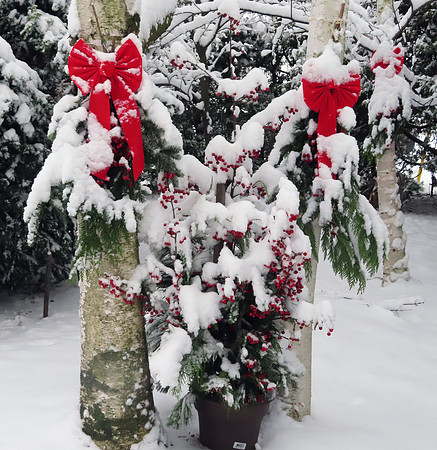 Birch and  Berries