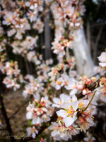 Bush With Blossoms