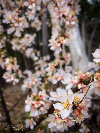 Bush With Blossoms