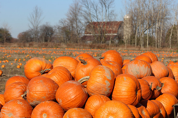Halloween Hoard