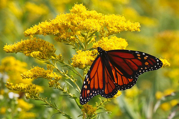 Lynde Shores Sept 15/2020