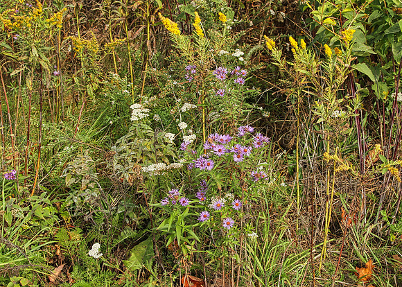 Purple Woods Conservation Area Oct 13/2020