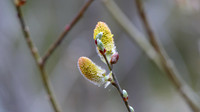 Pussy Willow, at the Pond