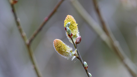 Pussy Willow, at the Pond