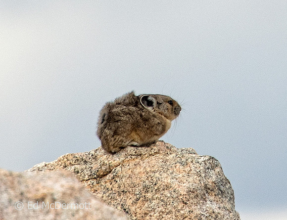 Pika