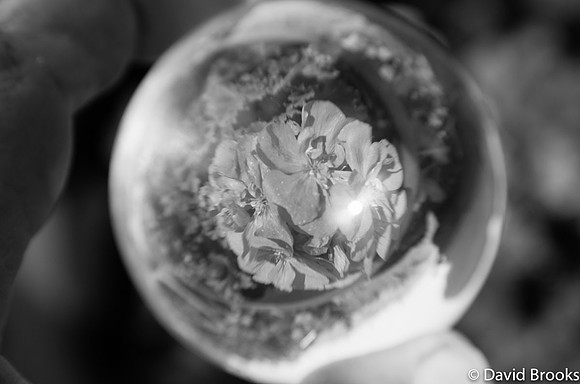 B&W Geranium