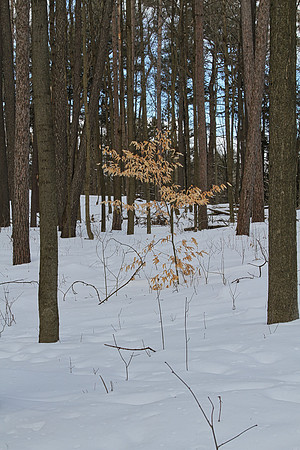 Hollidge Tract (entrance Ninth Line) Feb 10/21