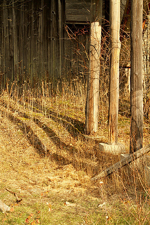 Walker Woods Nov 20/2020