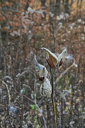 Walker Woods Nov 20/2020