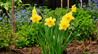 Daffodils & Forget me Nots