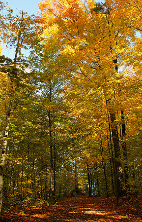 Purple Woods Conservation Area Oct 13/2020