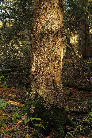 Seaton Hiking Trail Oct 28,2021