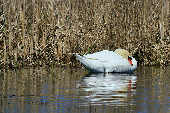 Lynde Shores Apr 19/2022