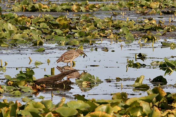Lynde Shores Sept 15/2020