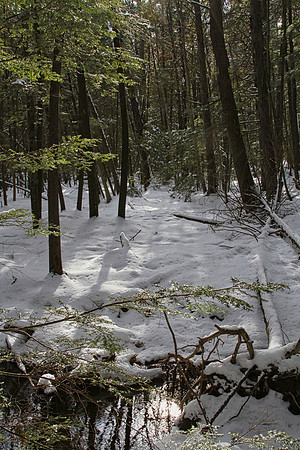 Hollidge Tract (entrance Ninth Line) Feb 10/21