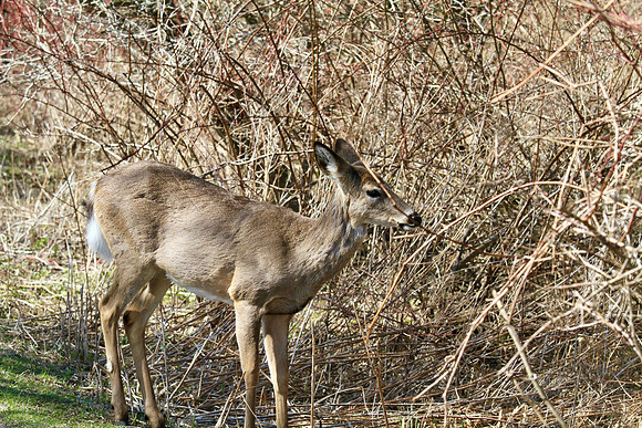 Lynde Shores Apr 19/2022