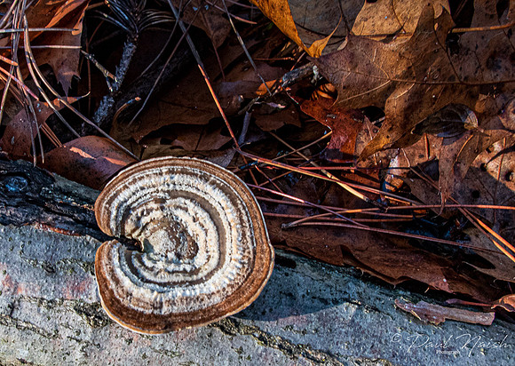 Turkey Tail