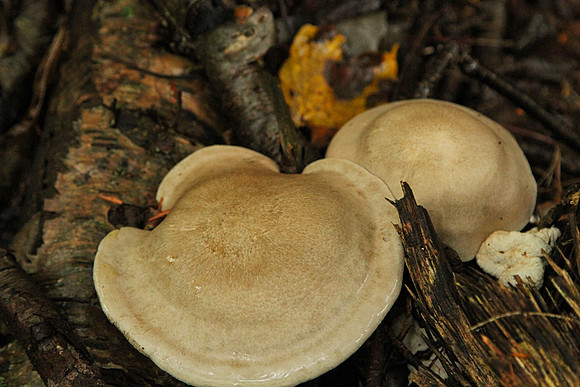 Hollidge Tract Oct 5/21