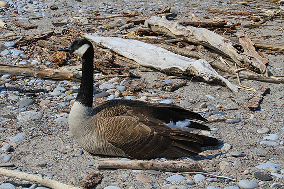 Lynde Shores May 5,2022