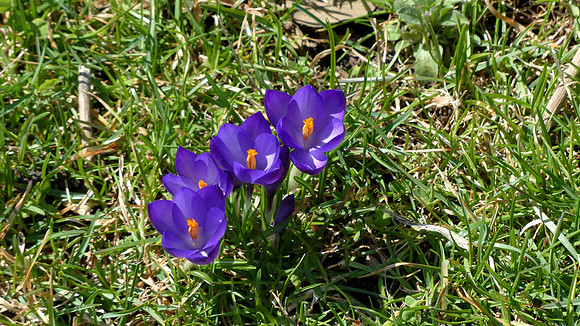 "Four Little Crocus Stranding in a Line"