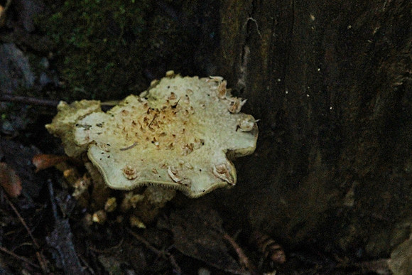 Rouge National Urban Park, Coyote Trail