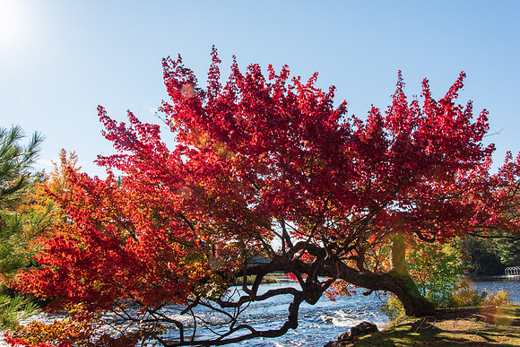The Giving Tree