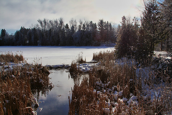 Secord Forest & Wildlife Jan 8/21