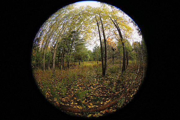 Pefferlaw Creek Farms Oct 20/2020