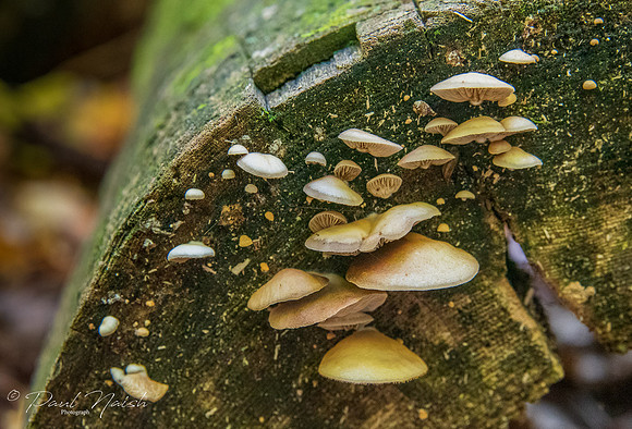 Gill Mushroom Group