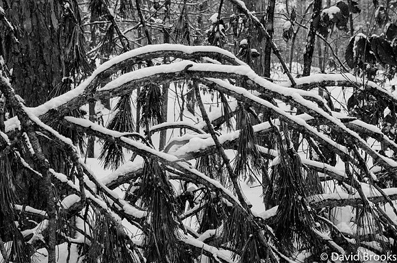 mass o branches-Dave