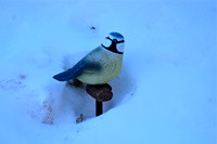 Sun Reflector Bird