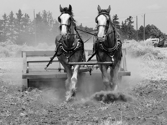 Field rolling, early days