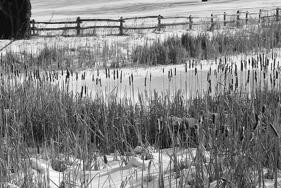 Frozen Pond