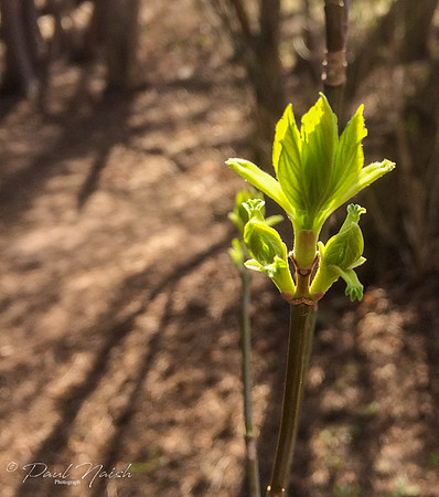 Budding In The Light