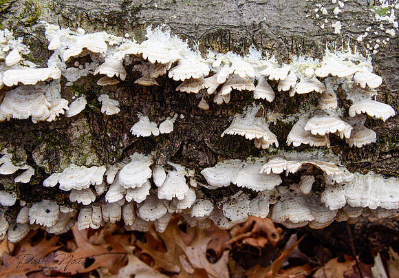 Unknown Mushroom