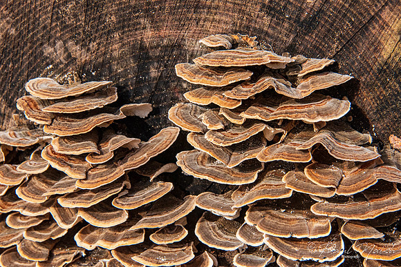 Turkey Tail